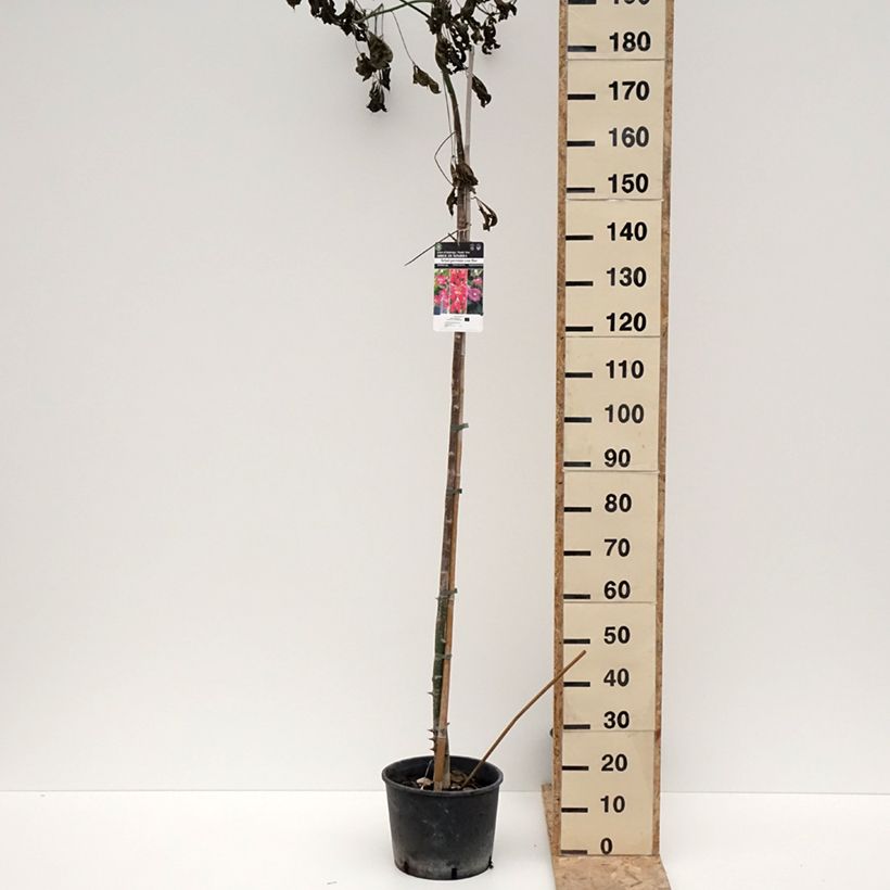 Exemplar von Ceiba speciosa - Florettseidenbaum Topf mit 7,5L/10LGelieferte Höhe ca. 130/150cm wie im Winter geliefert