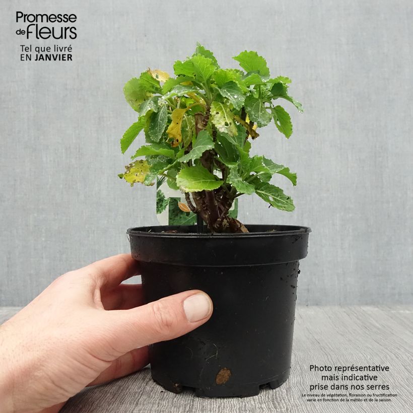 Exemplar von Chou perpétuel Daubenton en plant - Brassica oleracea ramosa  Pot de 1,5L/2L wie im Winter geliefert