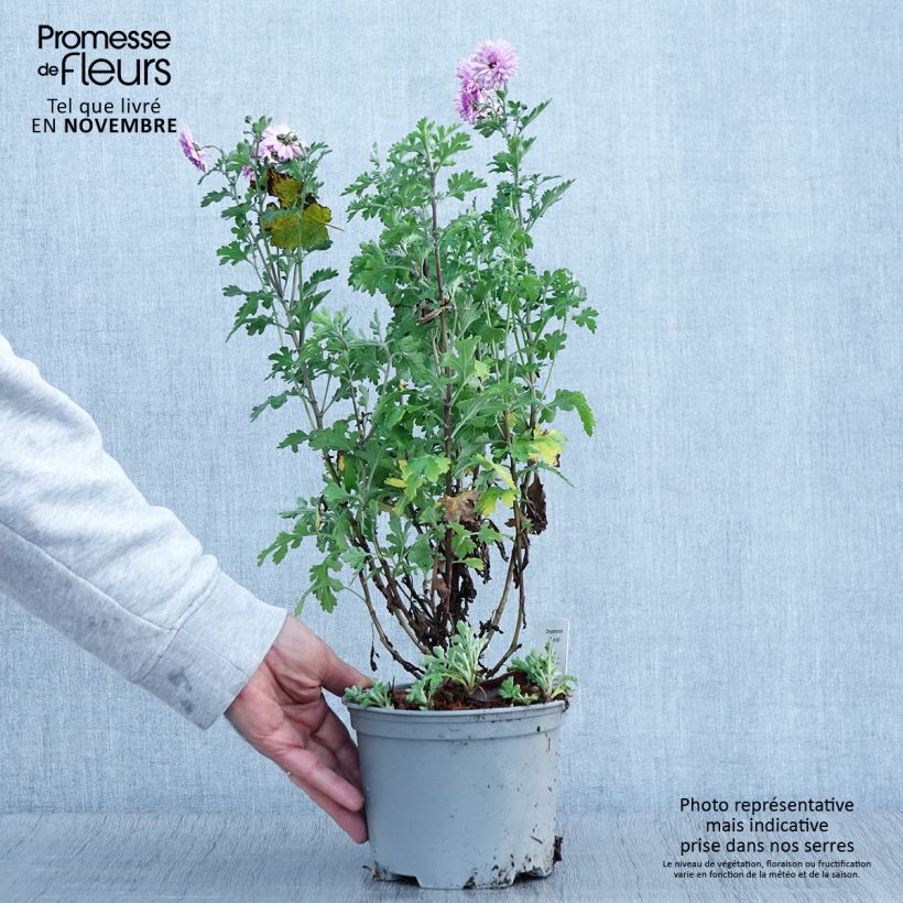 Exemplar von Chrysanthème des jardins Mei Kyo - Chrysanthemum indicum - Pot de 2L/3L wie im Herbst geliefert