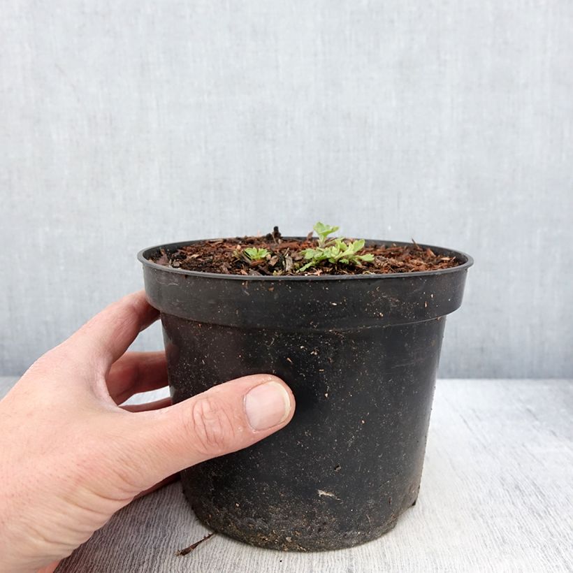 Exemplar von Chrysanthème des jardins Nebelrose - Chrysanthemum indicum - Pot de 2L/3L wie im Frühjahr geliefert