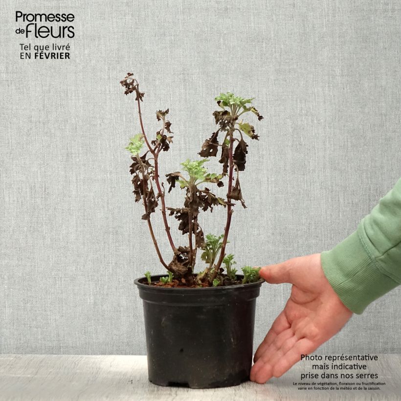 Exemplar von Chrysanthème des jardins Rehauge - Chrysanthemum indicum - Pot de 2L/3L wie im Winter geliefert