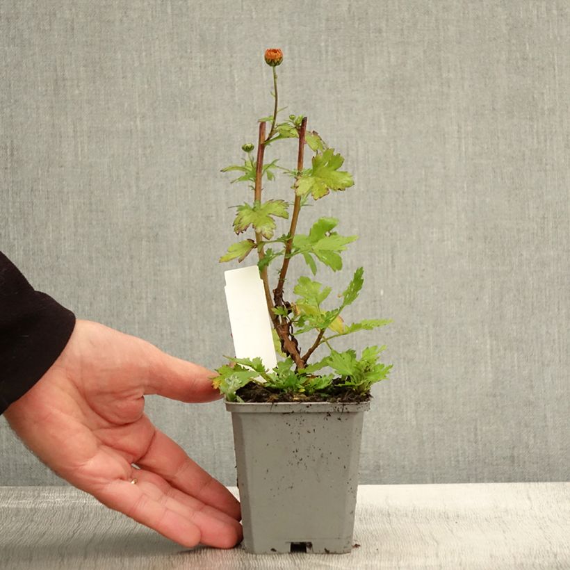 Exemplar von Chrysanthème rubellum Dernier Soleil - Marguerite d'automne. Godet de 9cm wie im Herbst geliefert