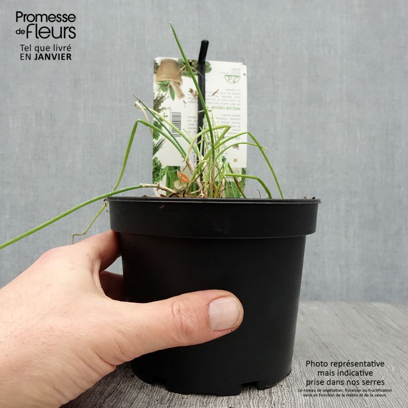 Exemplar von Ciboule ou Cive - Allium fistulosum - pot de 1.5L/2L wie im Winter geliefert