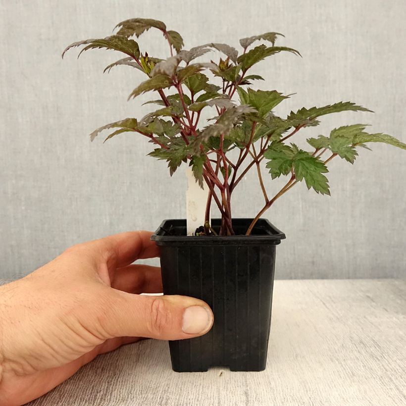 Exemplar von Actaea Queen of Sheba - Silberkerze Kleine Töpfe von 8/9 cm wie im Frühjahr geliefert