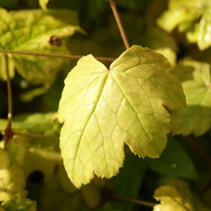 Actaea biternata - Christophskraut (Laub)