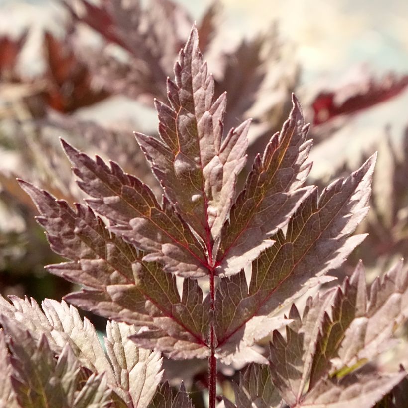 Actaea simplex Pink Spike - Oktober-Silberkerze (Laub)