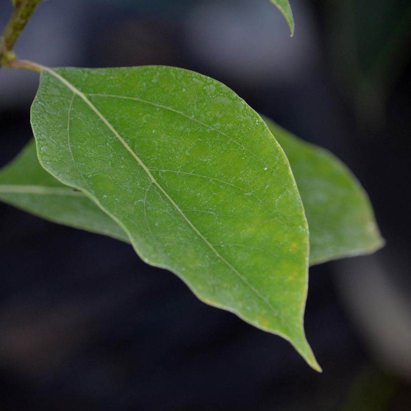 Cinnamomum camphora - Kampferbaum (Laub)