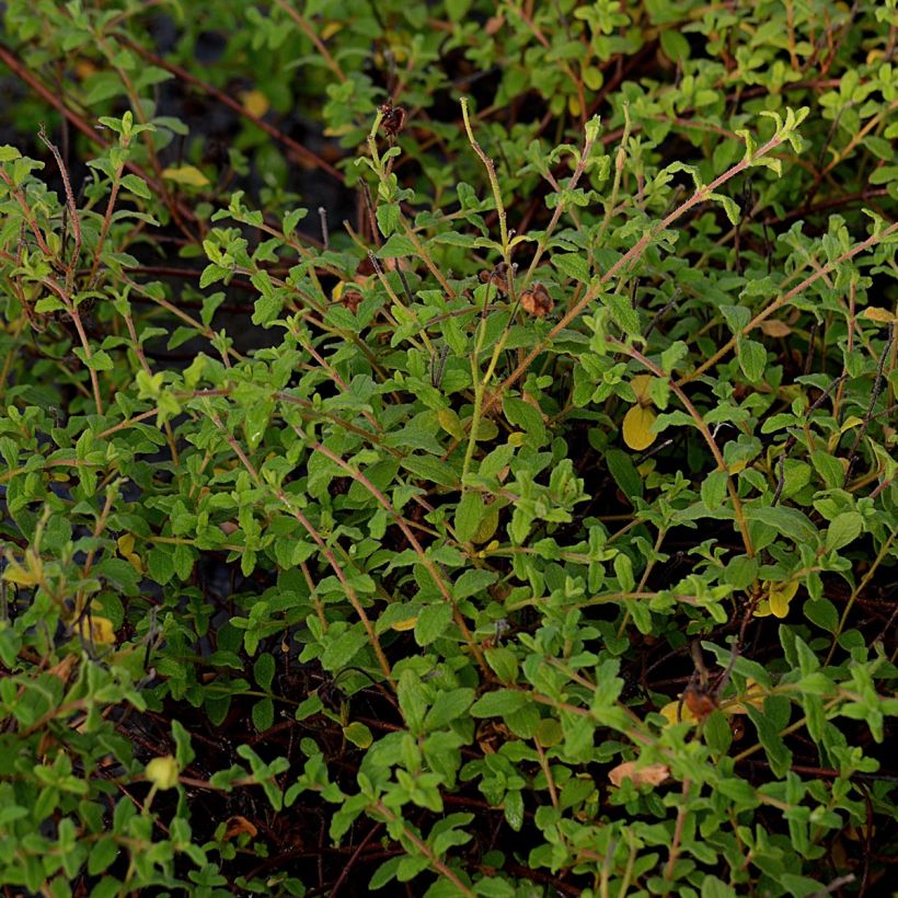 Montpellier-Zistrose - Cistus monspeliensis (Laub)