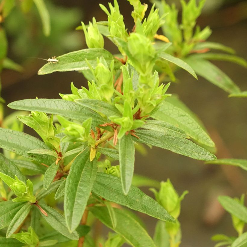 Zistrose Decumbens - Cistus lusitanicus (Laub)