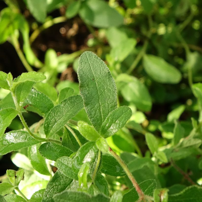 Cistus obtusifolius - Zistrose (Laub)