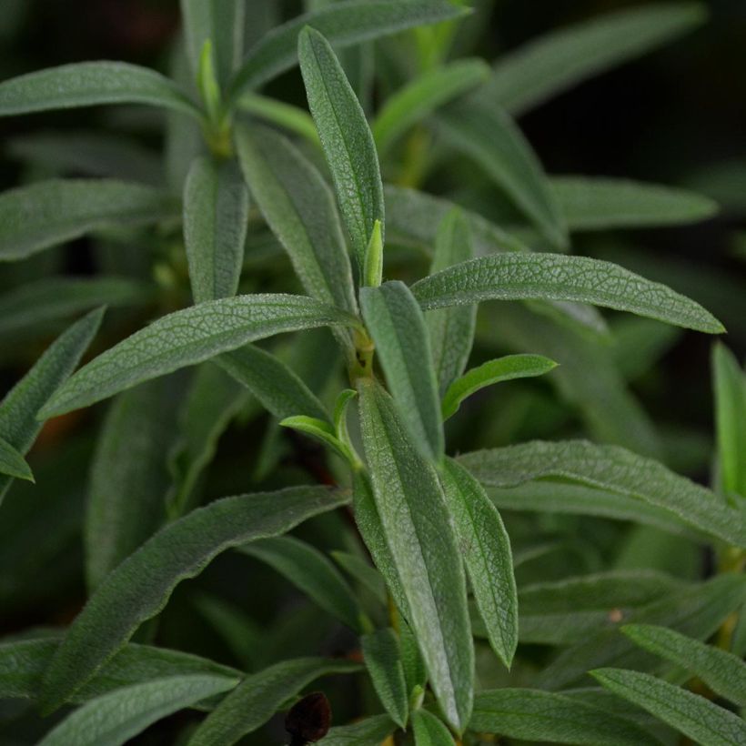 Purpur-Zistrose - Cistus purpureus (Laub)