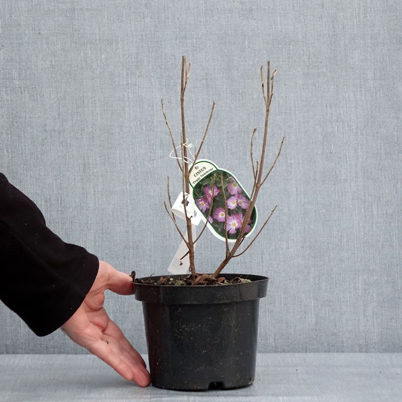 Exemplar von Zistrose Peggy Sammons - Cistus argenteus Topf mit 2L/3LGelieferte Höhe ca. 20cm wie im Winter geliefert