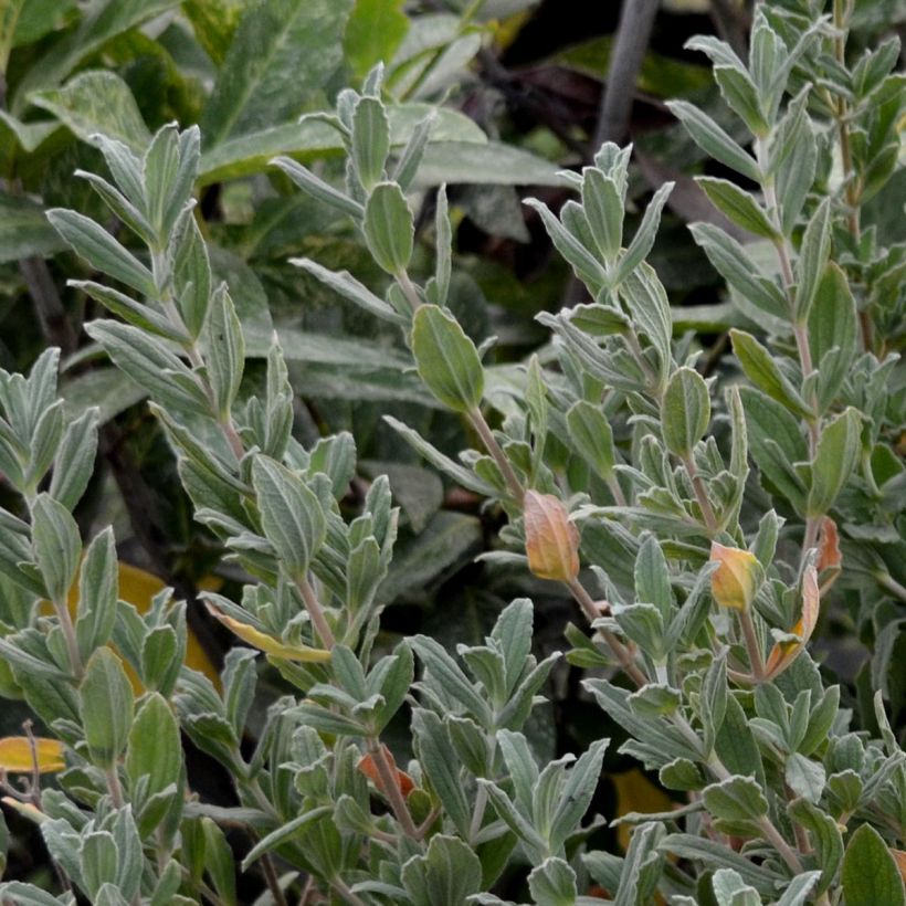 Cistus pulverulentus Sunset - Zistrose (Hafen)