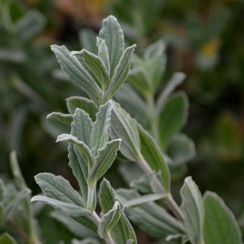 Cistus pulverulentus Sunset - Zistrose (Laub)