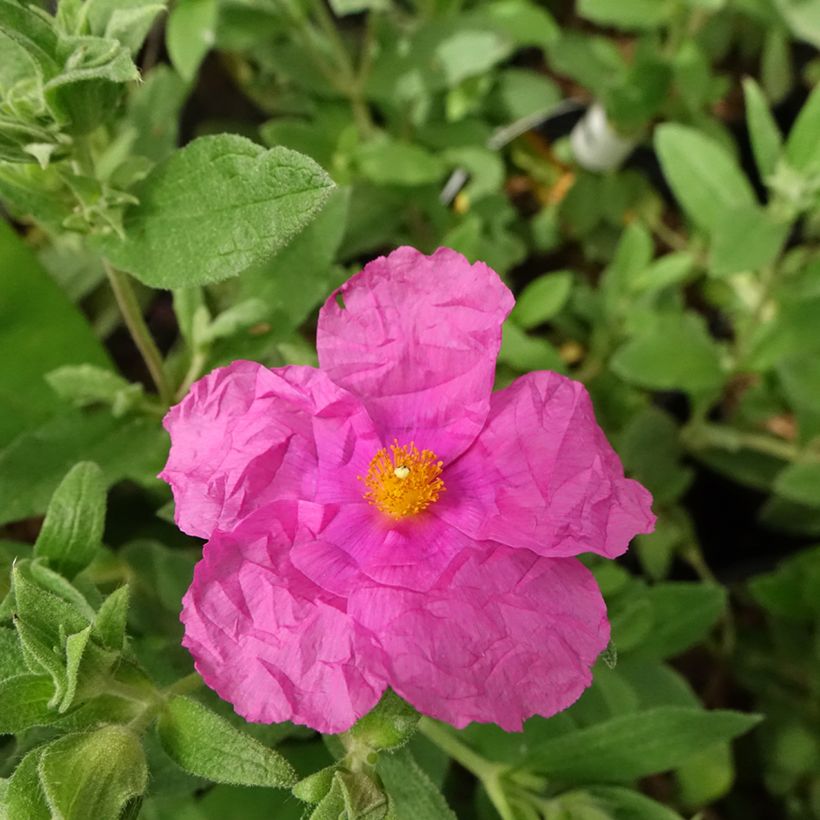 Cistus pulverulentus Sunset - Zistrose (Blüte)