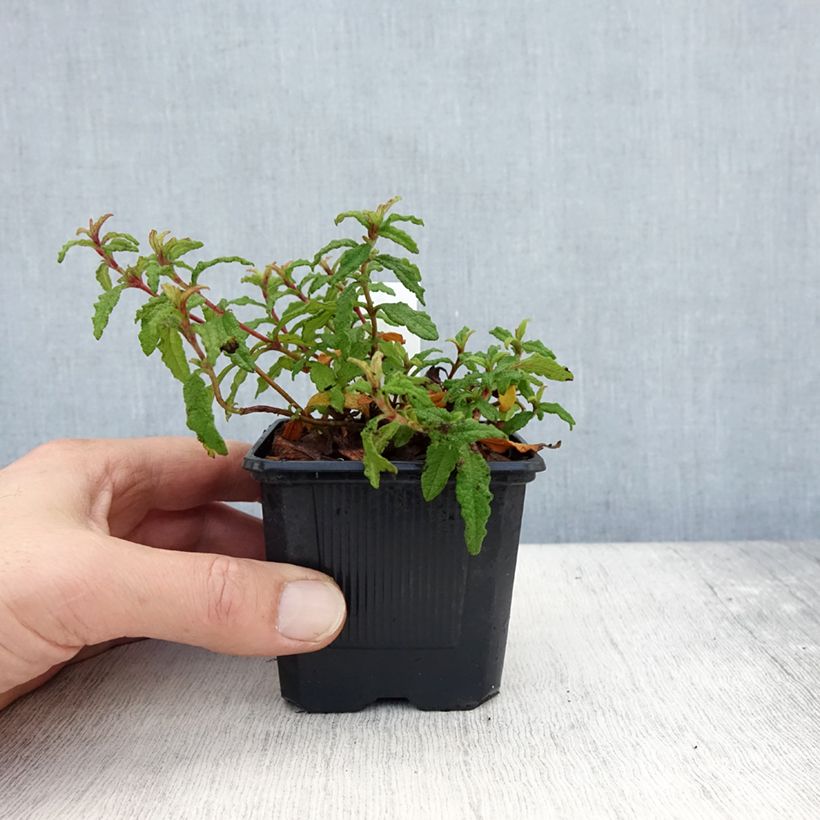 Exemplar von Cistus x florentinus Repens - Ciste - Godet de 8/9 cm wie im Herbst geliefert