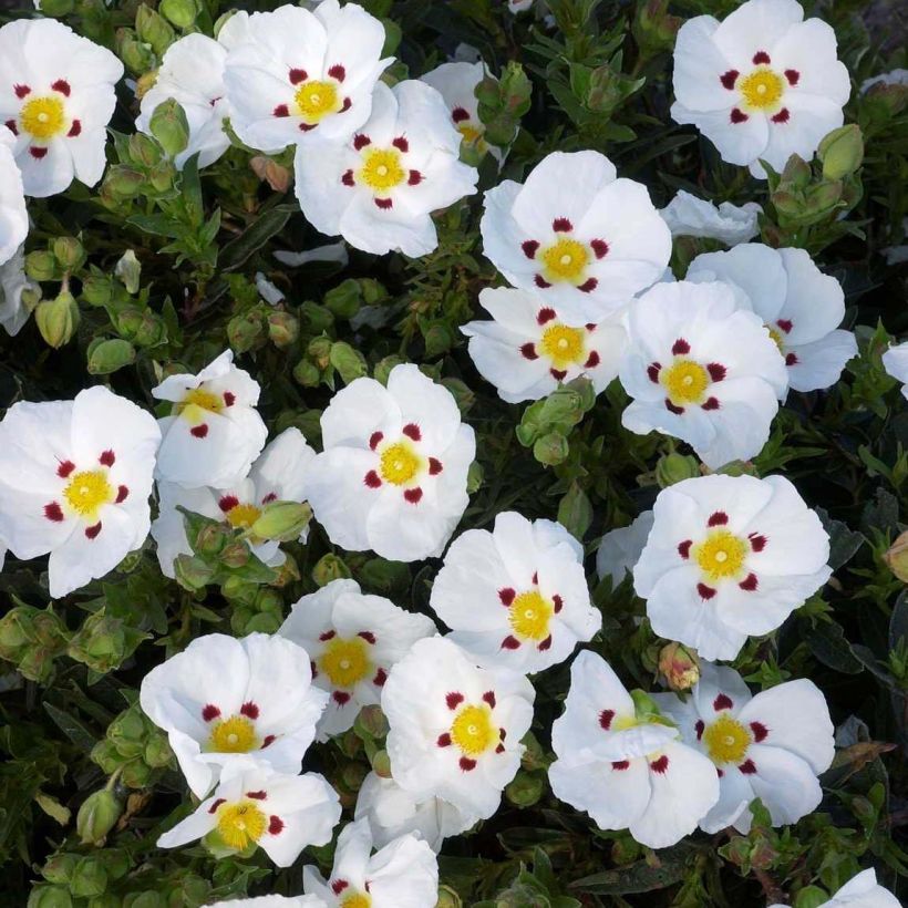 Zistrose Decumbens - Cistus lusitanicus (Blüte)