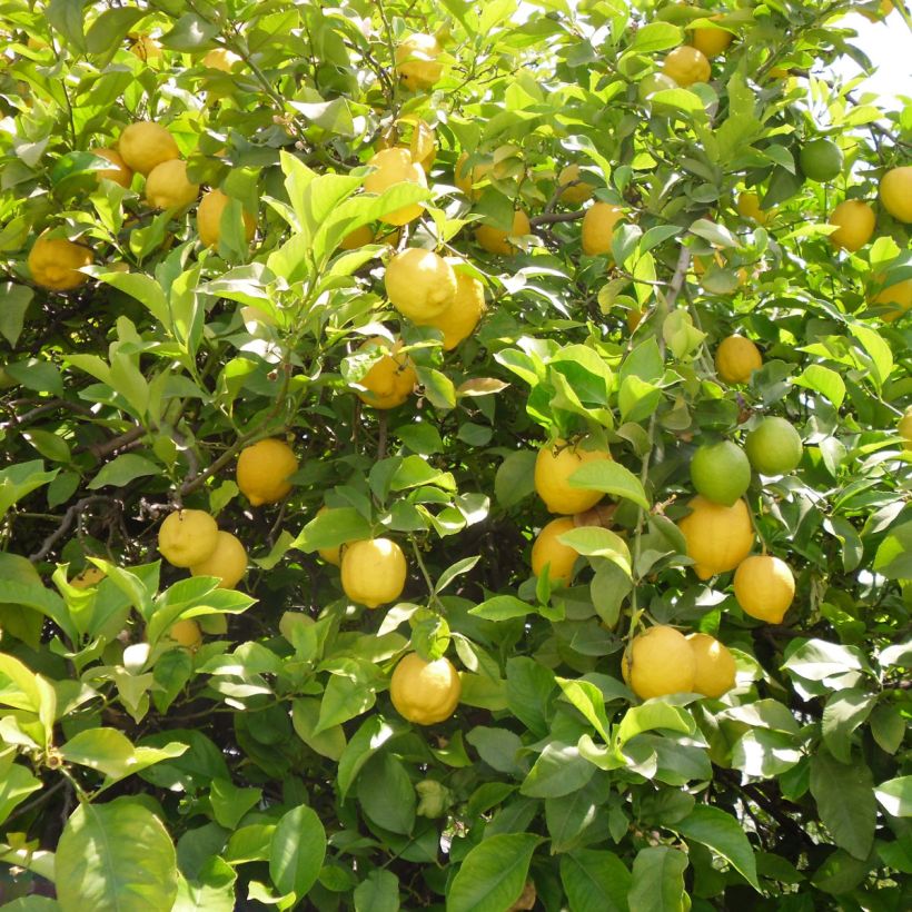 Zitrone Citronnier des 4 saisons - Citrus limon (Ernte)