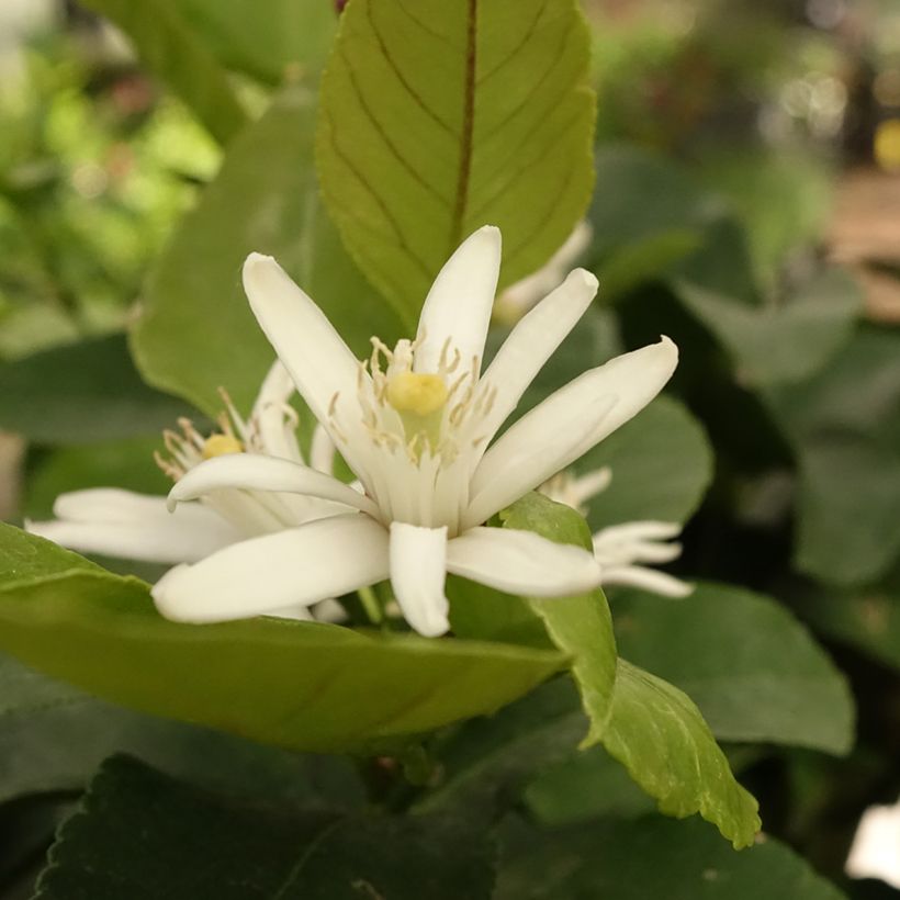 Zitrone Cerza - Citrus limon (Blüte)