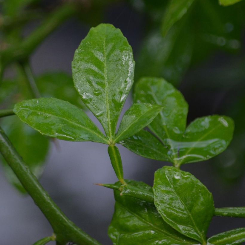 Dreiblättrige Orange - Poncirus trifoliata (Laub)