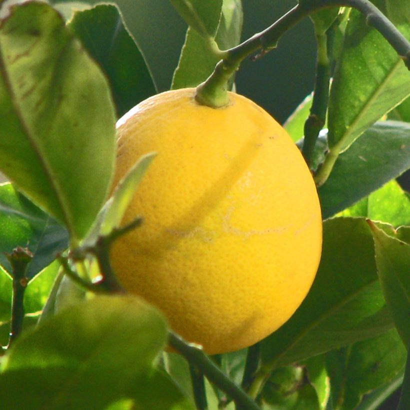 Hybride Zitrone Meyer - Citrus x limon (Ernte)