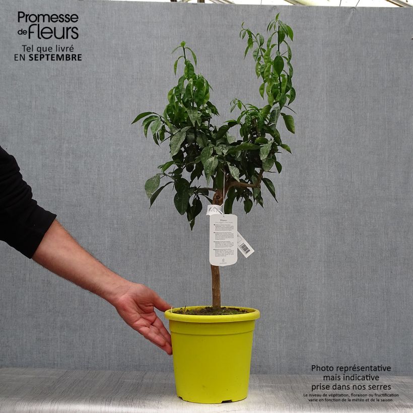 Exemplar von Citrus ichangensis - Ichang Papeda  Pot de 4L/5L wie im Herbst geliefert