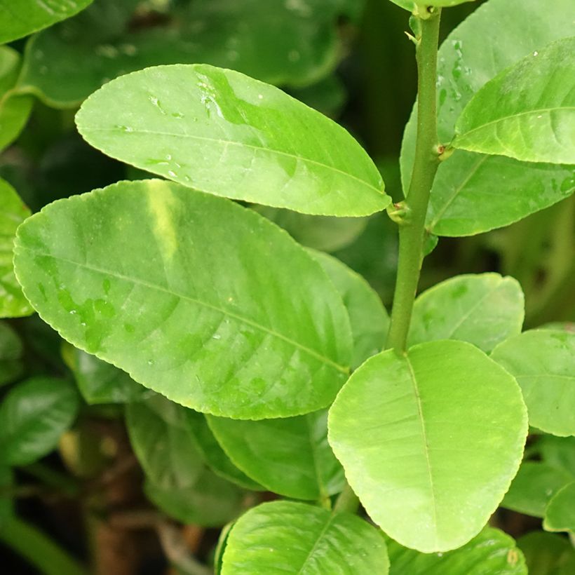 Zitronat-Zitrone Maxima - Citrus medica (Laub)