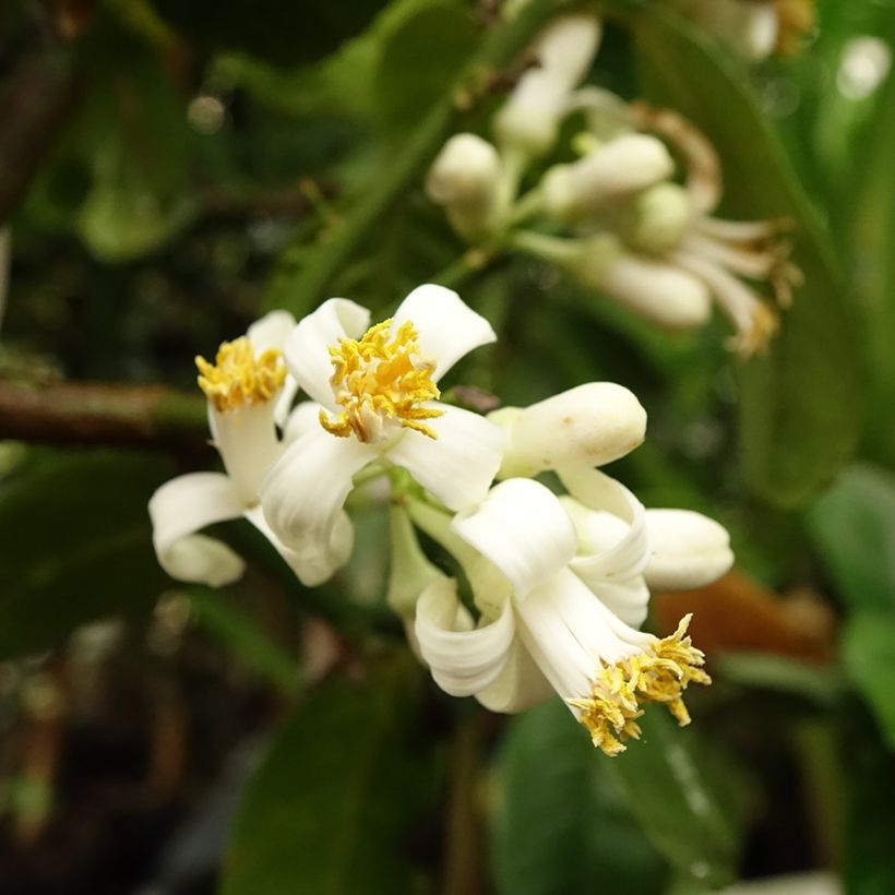 Zitronat-Zitrone Maxima - Citrus medica (Blüte)