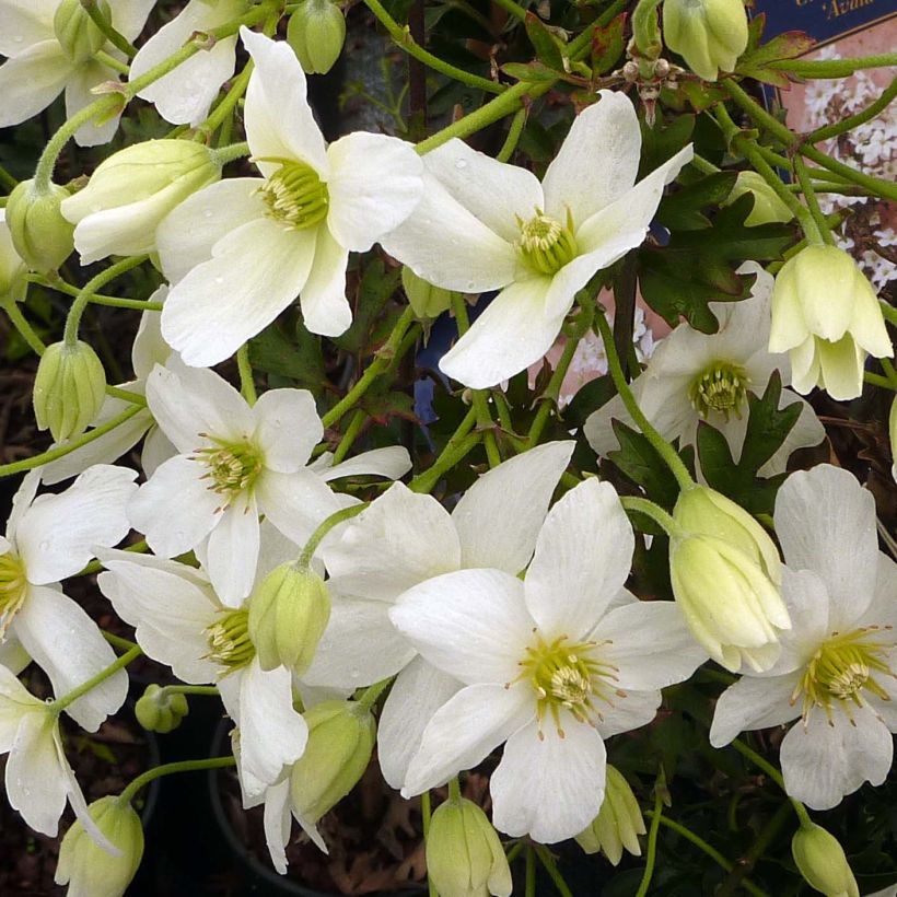 Waldrebe Avalanche - Clematis (Blüte)