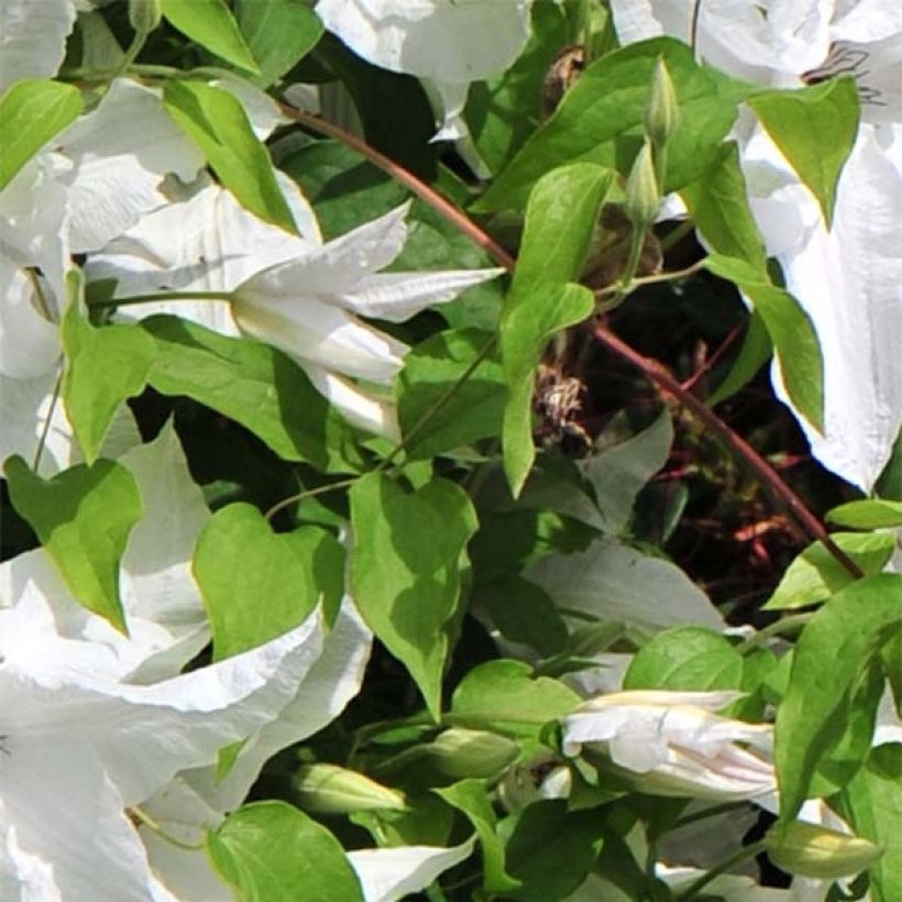 Waldrebe Beautiful Bride - Clematis (Laub)