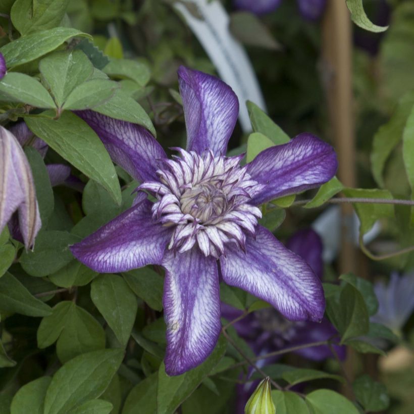 Clematis florida Cassis - Waldrebe (Blüte)