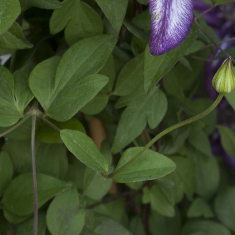 Clematis florida Cassis - Waldrebe (Laub)