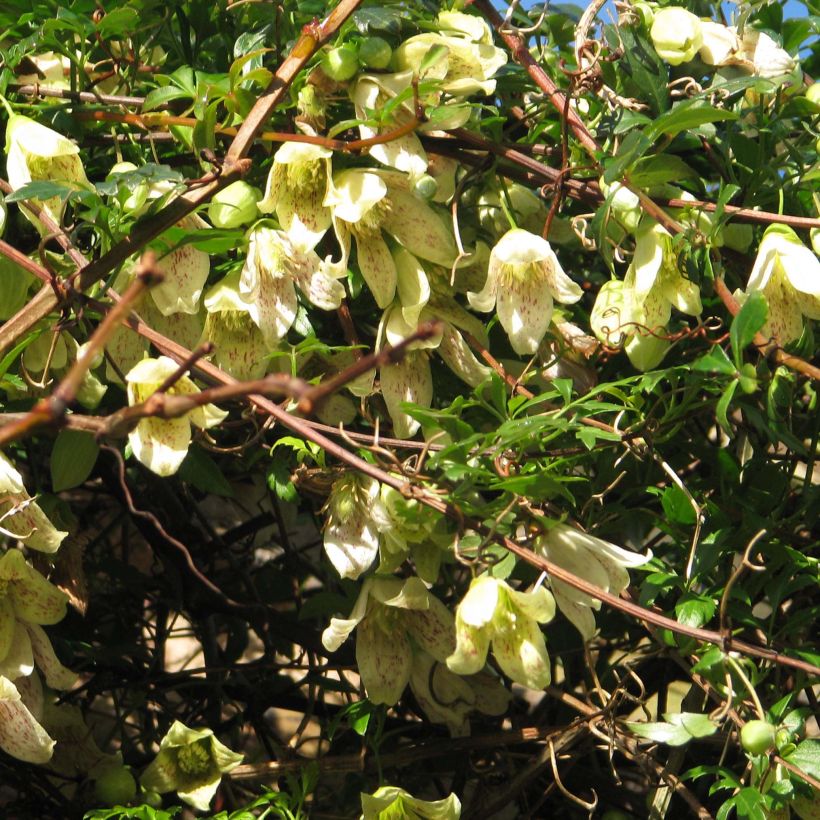 Clematis cirrhosa Balearica - Waldrebe (Blüte)