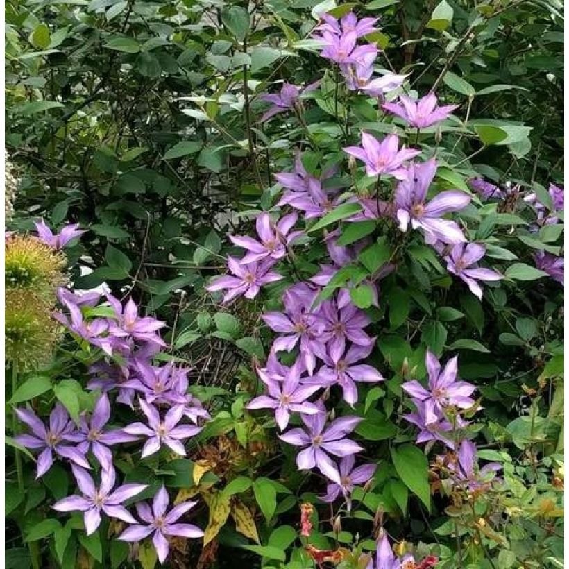 Waldrebe Dorothy Walton - Clematis (Hafen)