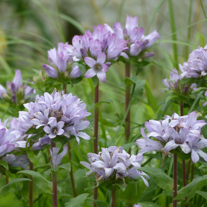 Campanula glomerata Caroline - Knäuel-Glockenblume (Blüte)