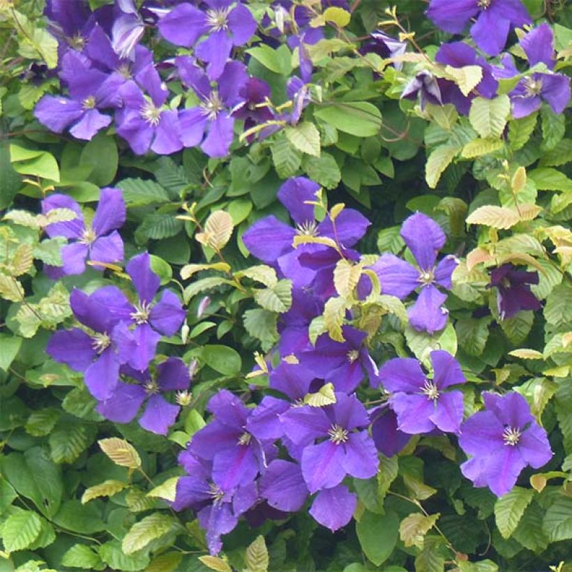 Clematis jackmanii - Waldrebe (Blüte)