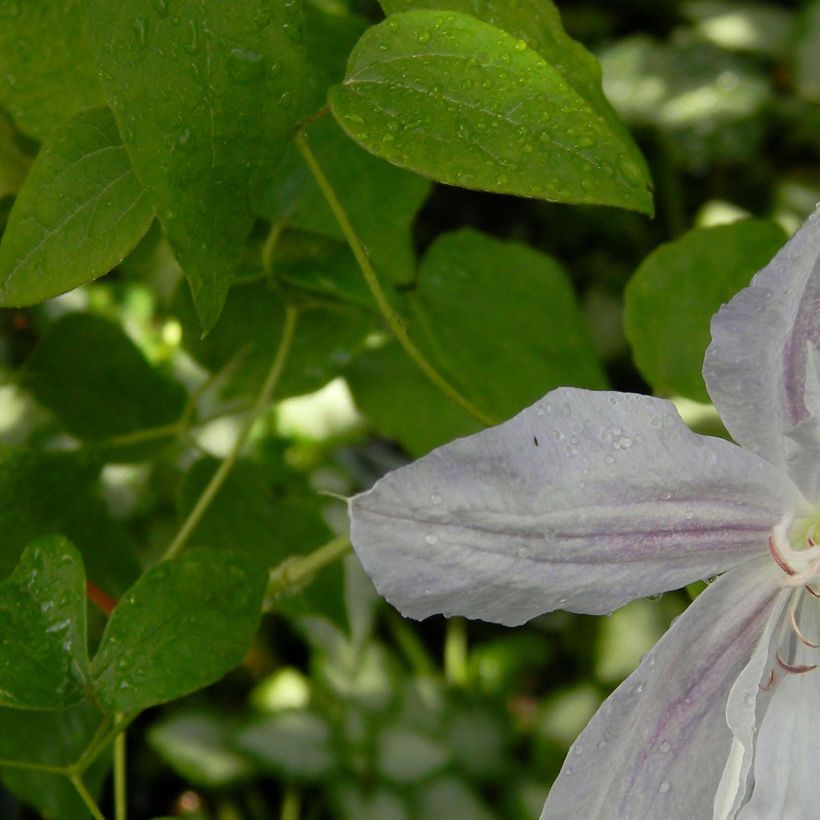 Clematis jackmanii Alba - Waldrebe (Laub)