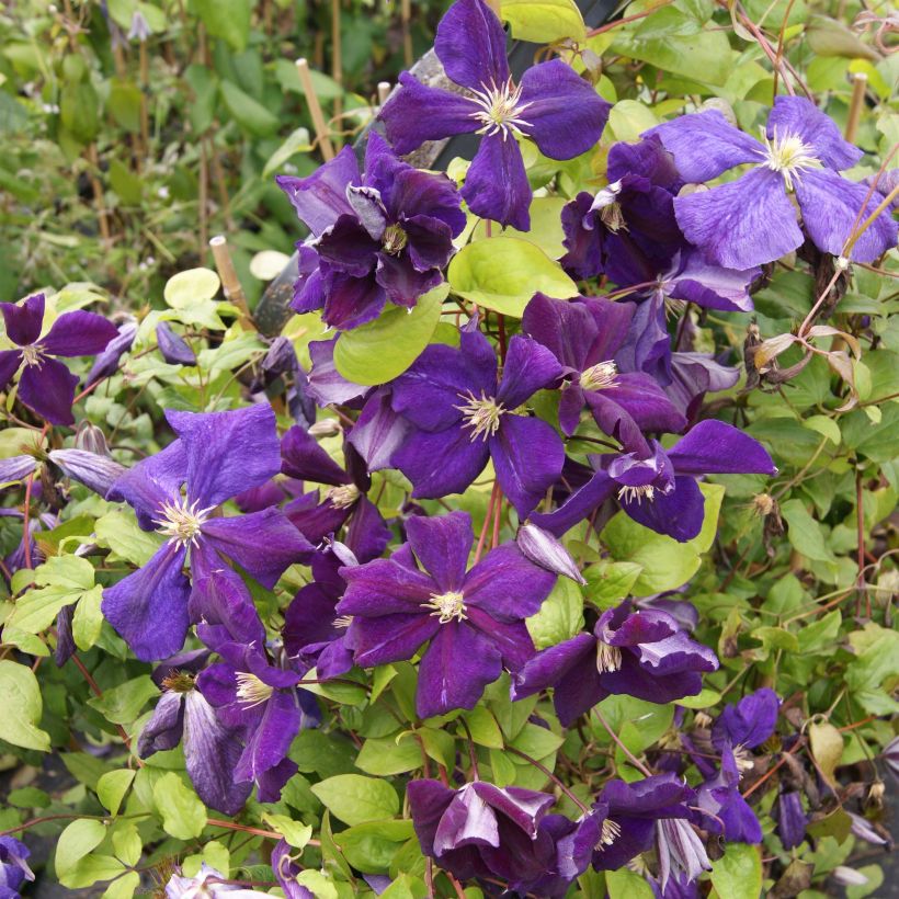 Clematis jackmanii Superba - Waldrebe (Blüte)