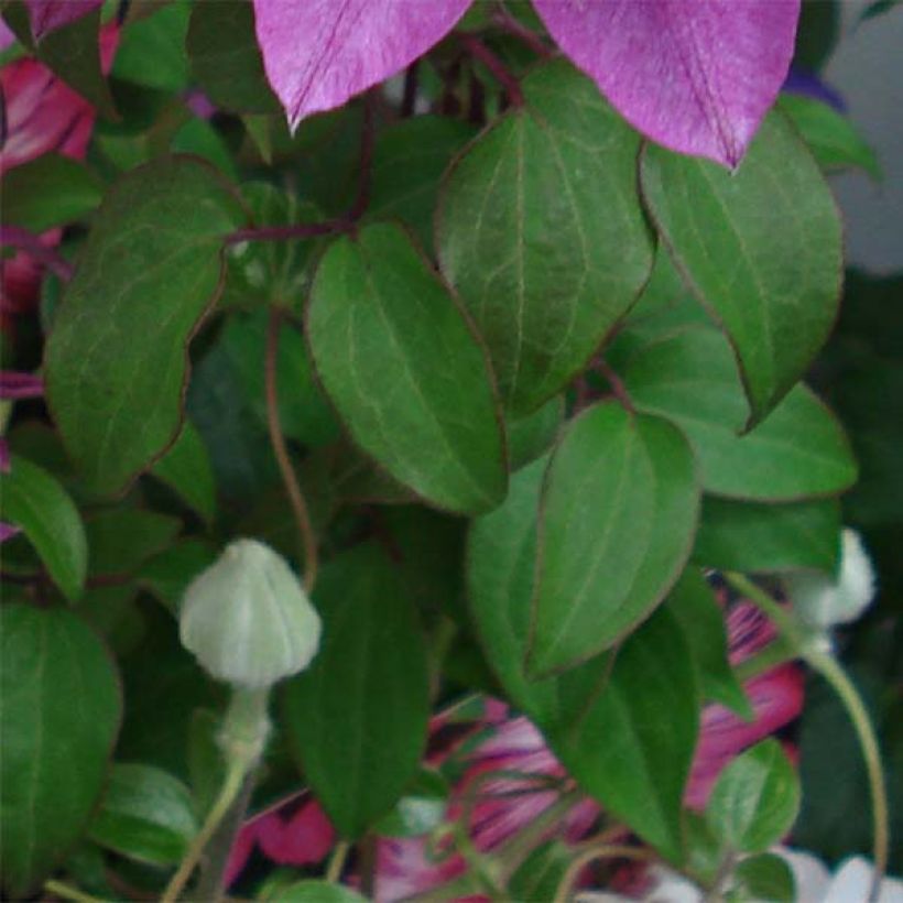 Waldrebe Kaiser - Clematis (Laub)