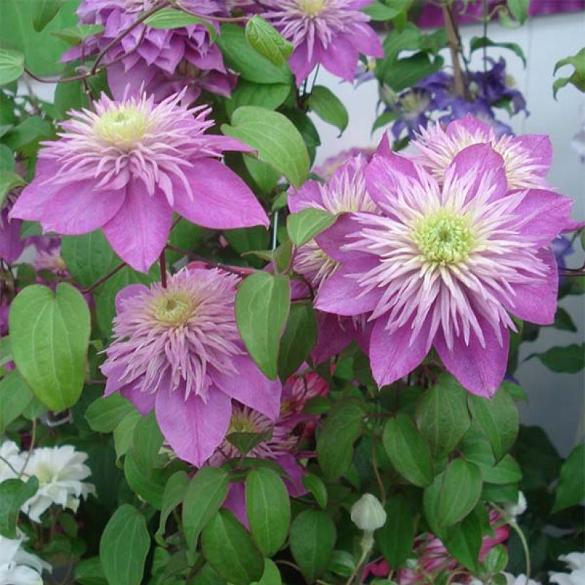 Waldrebe Kaiser - Clematis (Blüte)