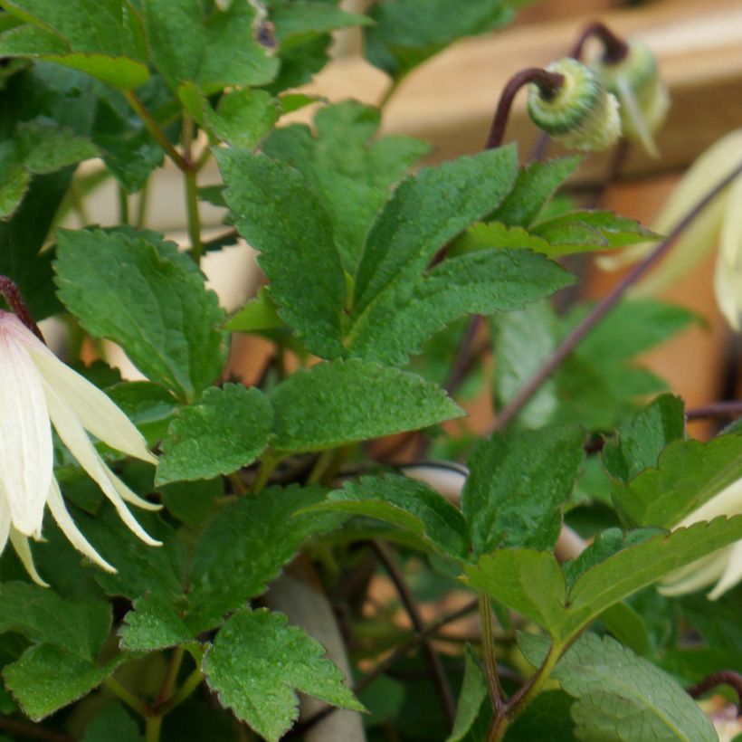 Clematis koreana Amber - Waldrebe (Laub)