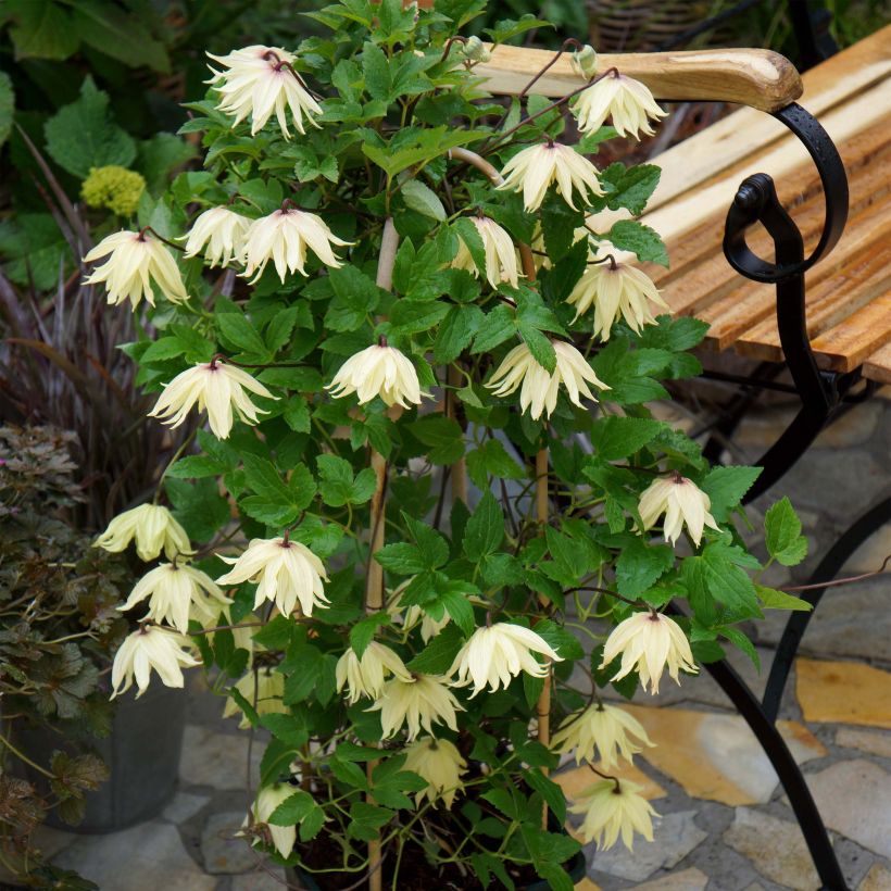 Clematis koreana Amber - Waldrebe (Hafen)