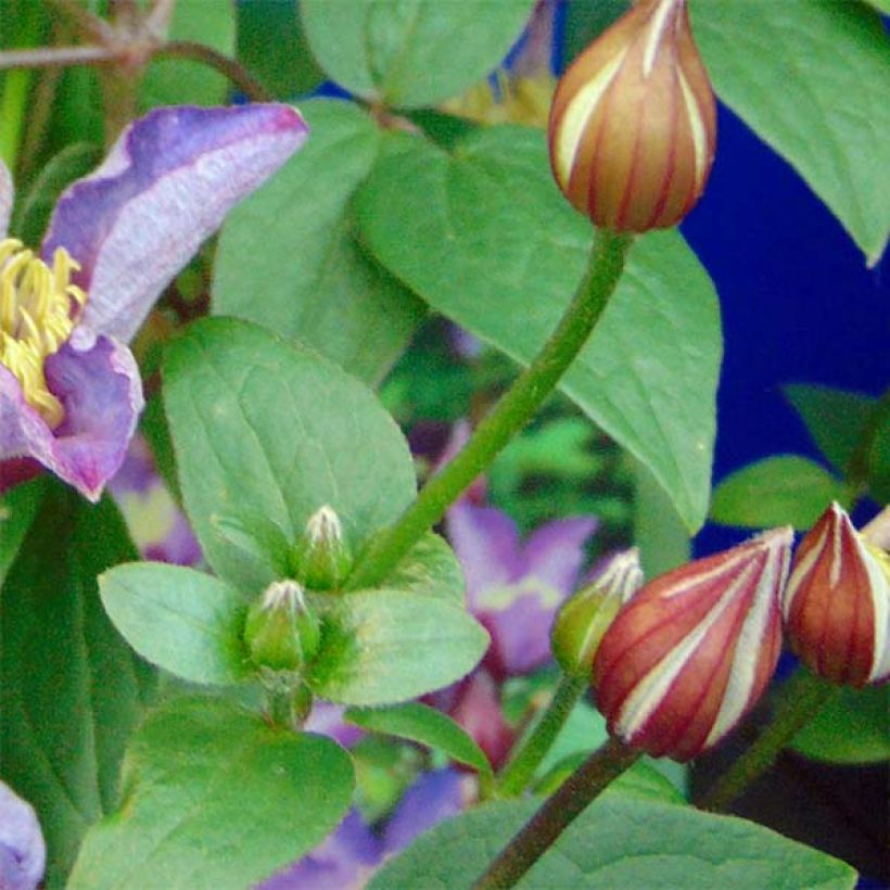 Waldrebe Exciting - Clematis (Laub)