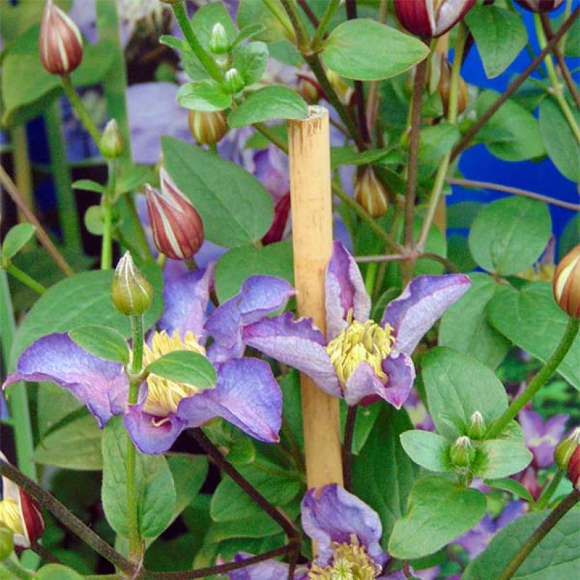 Waldrebe Exciting - Clematis (Blüte)