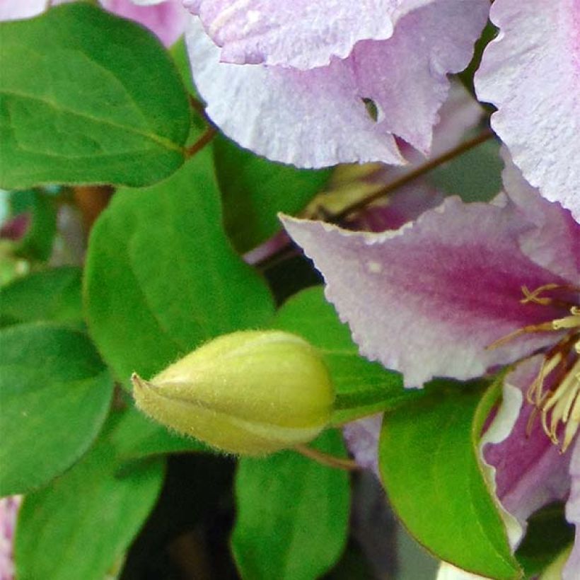 Waldrebe Piilu - Clematis (Laub)