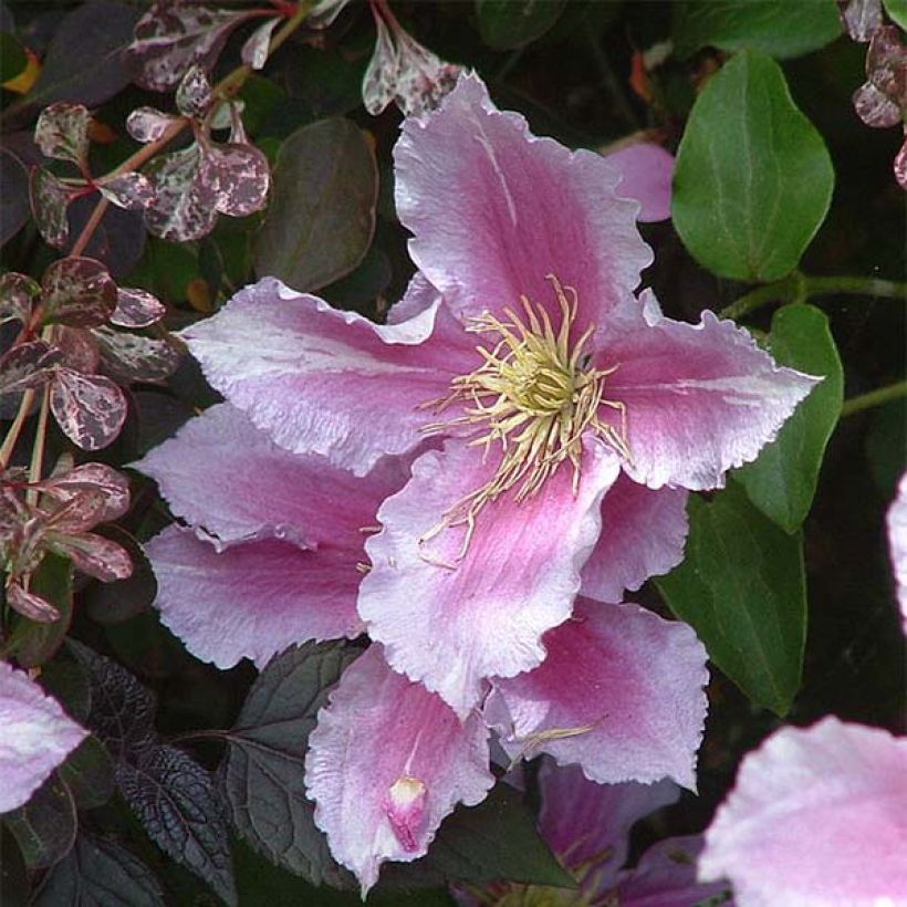 Waldrebe Piilu - Clematis (Blüte)