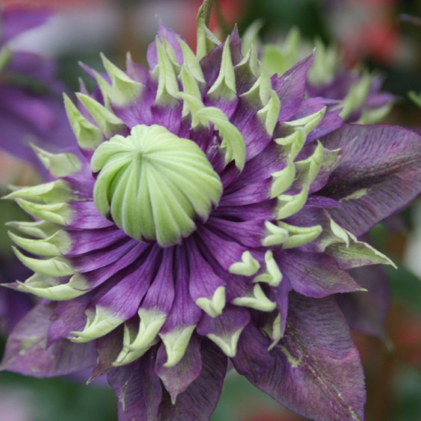 Waldrebe Taiga - Clematis (Blüte)