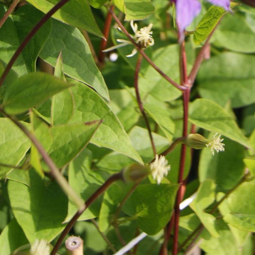 Clematis texensis Prince William - Texas-Waldrebe (Laub)