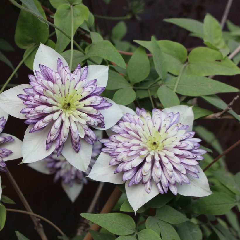 Waldrebe Viennetta - Clematis (Blüte)