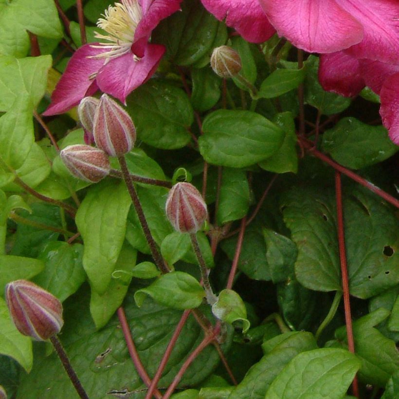 Waldrebe Ville de Lyon - Clematis (Laub)